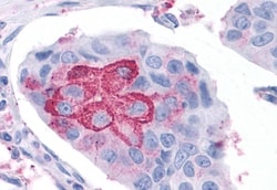 Invitrogen ROR gamma Polyclonal Antibody 50 &mu;g; Unconjugated:Antibodies,