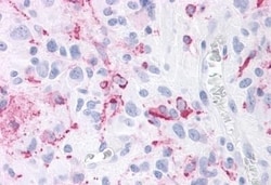 Invitrogen ROR gamma Polyclonal Antibody 50 &mu;g; Unconjugated:Antibodies,