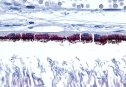 Invitrogen RRH Polyclonal Antibody 50 &mu;g; Unconjugated:Antibodies, Polyclonal