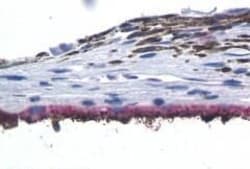 Invitrogen RRH Polyclonal Antibody 50 &mu;g; Unconjugated:Antibodies, Polyclonal