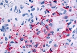Invitrogen RXFP2 Polyclonal Antibody 50 &mu;g; Unconjugated:Antibodies,