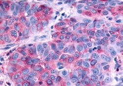 Invitrogen RXFP2 Polyclonal Antibody 50 &mu;g; Unconjugated:Antibodies,