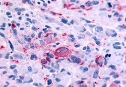 Invitrogen RXFP2 Polyclonal Antibody 50 &mu;g; Unconjugated:Antibodies,