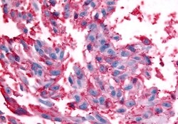 Invitrogen RXFP2 Polyclonal Antibody 50 &mu;g; Unconjugated:Antibodies,