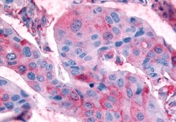 Invitrogen RXFP2 Polyclonal Antibody 50 &mu;g; Unconjugated:Antibodies,