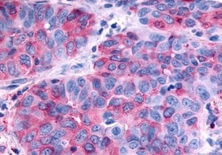 Invitrogen RXFP2 Polyclonal Antibody 50 &mu;g; Unconjugated:Antibodies,