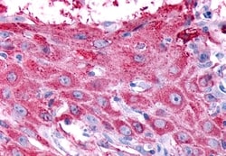 Invitrogen RXFP2 Polyclonal Antibody 50 μg; Unconjugated:Antibodies,