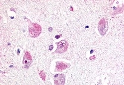 Invitrogen RXFP3 Polyclonal Antibody 50 μg; Unconjugated:Antibodies,