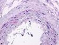 Invitrogen S1P1 Polyclonal Antibody 50 &mu;g | Buy Online | Invitrogen&trade; | Fisher Scientific