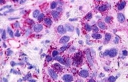 Invitrogen S1P1 Polyclonal Antibody 50 &mu;g | Buy Online | Invitrogen&trade; | Fisher Scientific