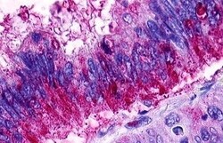 Invitrogen S1P1 Polyclonal Antibody 50 &mu;g | Buy Online | Invitrogen&trade; | Fisher Scientific