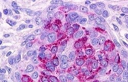 Invitrogen S1P1 Polyclonal Antibody 50 &mu;g | Buy Online | Invitrogen&trade; | Fisher Scientific