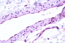 Invitrogen S1P1 Polyclonal Antibody 50 &mu;g; Unconjugated:Antibodies,