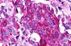 Invitrogen S1P1 Polyclonal Antibody 50 &mu;g; Unconjugated:Antibodies,