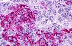 Invitrogen S1P1 Polyclonal Antibody 50 &mu;g; Unconjugated:Antibodies,