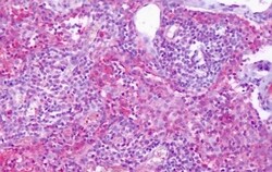 Invitrogen EDG6 Polyclonal Antibody 50 &mu;g; Unconjugated:Antibodies,