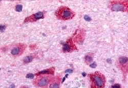 Invitrogen EDG8 Polyclonal Antibody 50 &mu;g | Buy Online | Invitrogen&trade; | Fisher Scientific