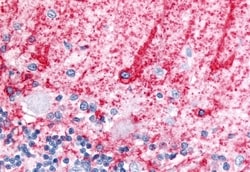 Invitrogen GLAST Polyclonal Antibody 50 &mu;g; Unconjugated:Antibodies,