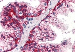Invitrogen ASCT2 Polyclonal Antibody 50 μg; Unconjugated:Antibodies,