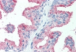 Invitrogen ZIP14 Polyclonal Antibody 50 &mu;g; Unconjugated:Antibodies,