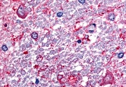Invitrogen SLC5A3 Polyclonal Antibody 50 &mu;g; Unconjugated:Antibodies,