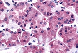 Invitrogen SLC7A11 Polyclonal Antibody 50 &mu;g; Unconjugated:Antibodies,