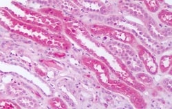 Invitrogen SMO Polyclonal Antibody 50 &mu;g; Unconjugated:Antibodies, Polyclonal