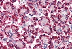 Invitrogen STEAP4 Polyclonal Antibody 50 &mu;g; Unconjugated:Antibodies,