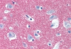 Invitrogen Syntaxin 1 Polyclonal Antibody 50 &mu;g; Unconjugated:Antibodies,