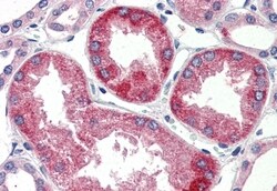 Invitrogen SURF4 Polyclonal Antibody 50 &mu;g; Unconjugated:Antibodies,