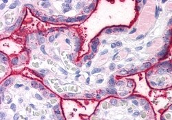 Invitrogen SURF4 Polyclonal Antibody 50 &mu;g; Unconjugated:Antibodies,