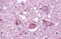 Invitrogen TAAR1 Polyclonal Antibody 50 &mu;g; Unconjugated:Antibodies