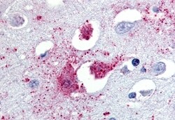 Invitrogen TAAR1 Polyclonal Antibody 50 &mu;g; Unconjugated:Antibodies,