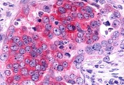 Invitrogen TAAR6 Polyclonal Antibody 50 &mu;g; Unconjugated:Antibodies