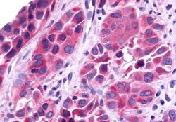 Invitrogen TAAR6 Polyclonal Antibody 50 &mu;g; Unconjugated:Antibodies