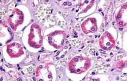 Invitrogen TAAR6 Polyclonal Antibody 50 &mu;g; Unconjugated:Antibodies