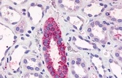 Invitrogen TAAR6 Polyclonal Antibody 50 &mu;g; Unconjugated:Antibodies,