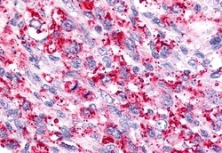 Invitrogen TAAR6 Polyclonal Antibody 50 &mu;g; Unconjugated:Antibodies,