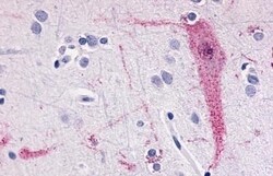 Invitrogen TAAR6 Polyclonal Antibody 50 &mu;g; Unconjugated:Antibodies,