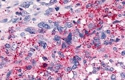 Invitrogen TAAR6 Polyclonal Antibody 50 &mu;g; Unconjugated:Antibodies,