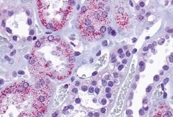 Invitrogen TAAR8 Polyclonal Antibody 50 μg; Unconjugated:Antibodies,