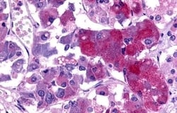 Invitrogen TAAR8 Polyclonal Antibody 50 μg; Unconjugated:Antibodies,