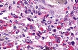 Invitrogen TAAR8 Polyclonal Antibody 50 μg; Unconjugated:Antibodies,