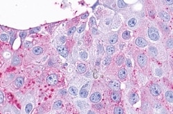 Invitrogen TAAR9 Polyclonal Antibody 50 &mu;g; Unconjugated:Antibodies