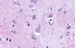 Invitrogen TAAR9 Polyclonal Antibody 50 &mu;g; Unconjugated:Antibodies