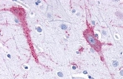 Invitrogen TAAR9 Polyclonal Antibody 50 &mu;g; Unconjugated:Antibodies