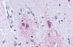 Invitrogen TAAR9 Polyclonal Antibody 50 &mu;g; Unconjugated:Antibodies