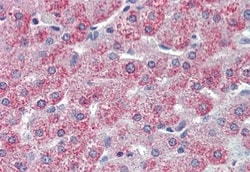 Invitrogen TAOK1 Polyclonal Antibody 50 &mu;g; Unconjugated:Antibodies,