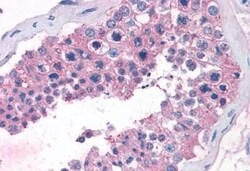 Invitrogen TAS1R1 Polyclonal Antibody 50 &mu;g; Unconjugated:Antibodies,