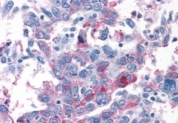 Invitrogen TAS1R1 Polyclonal Antibody 50 &mu;g; Unconjugated:Antibodies,